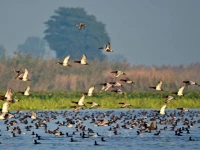 punjab losing safe haven for migratory birds