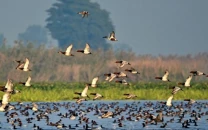 punjab losing safe haven for migratory birds