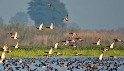 punjab losing safe haven for migratory birds
