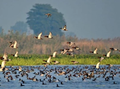 punjab losing safe haven for migratory birds