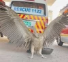 rare vulture rescued in south punjab rare vulture rescued in south punjab