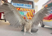 a heat stricken vulture weakened by dehydration receives emergency care after being rescued by wildlife teams in southern punjab photo express