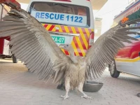 a heat stricken vulture weakened by dehydration receives emergency care after being rescued by wildlife teams in southern punjab photo express