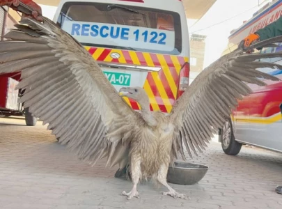 rare vulture rescued in south punjab rare vulture rescued in south punjab