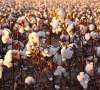 bahawalpur meets 80 of cotton target