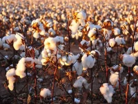 bahawalpur meets 80 of cotton target