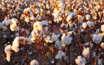 bahawalpur meets 80 of cotton target bahawalpur meets 80 of cotton target