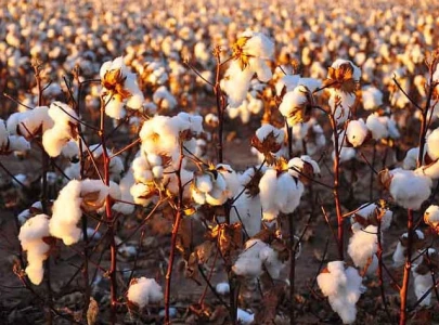 bahawalpur meets 80 of cotton target