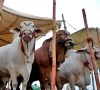 cattle markets face price squeeze complaints cattle markets face price squeeze complaints