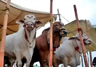 sindh announces four day eidul azha holidays