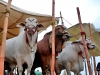 cattle markets face price squeeze complaints