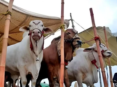 sindh announces four day eidul azha holidays sindh announces four day eidul azha holidays