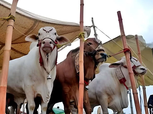 cattle markets face price squeeze complaints cattle markets face price squeeze complaints
