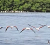 flamingos return to south punjab