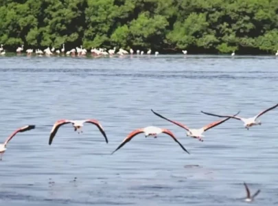 flamingos return to south punjab