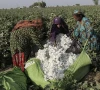 cotton growers cautioned