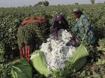 cotton growers cautioned cotton growers cautioned