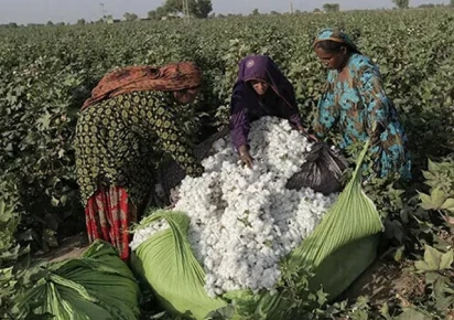 cotton growers cautioned