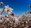 vehari achieves 90 cotton target vehari achieves 90 cotton target