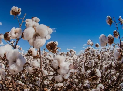vehari achieves 90 cotton target vehari achieves 90 cotton target