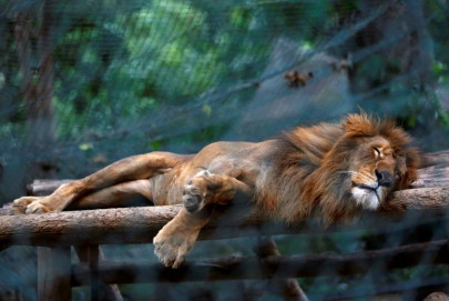 zoonotic tendency coronavirus threat worries karachi zoo zoonotic tendency coronavirus threat worries karachi zoo
