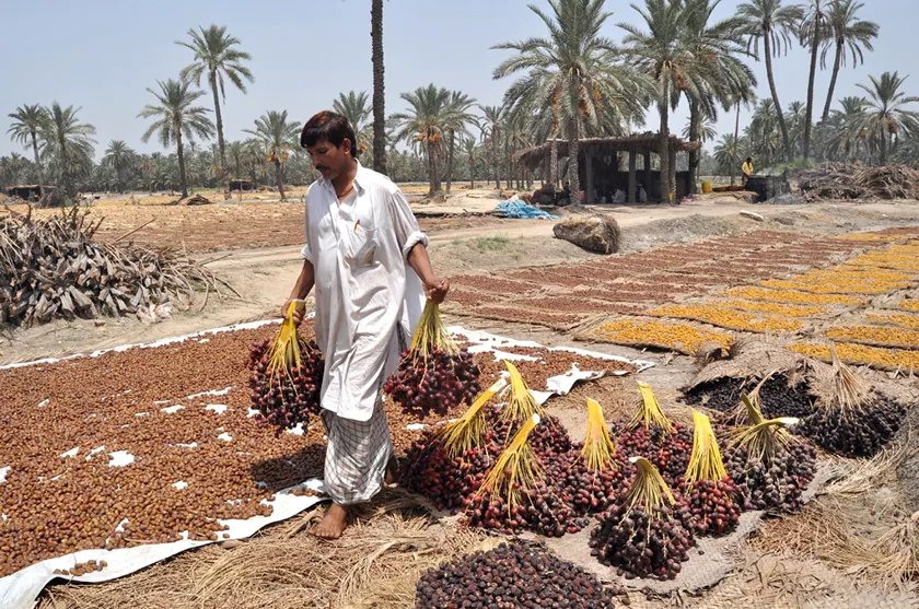 uae to expedite work on date processing plants uae to expedite work on date processing plants