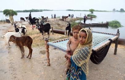 fodder dries up for cattle as floodwaters stay high fodder dries up for cattle as floodwaters stay high