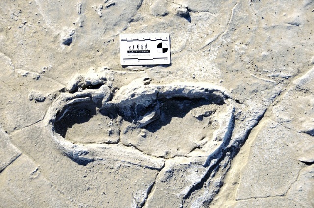 a human footprint dated to between 19 100 and 5 760 years ago at the engare sero site south of tanzania 039 s lake natron photo afp