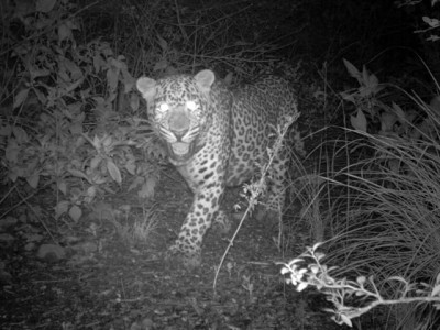 leopards spotted in islamabad park as coronavirus clears way leopards spotted in islamabad park as coronavirus clears way