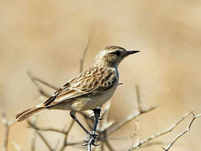 rare bird sighted after 98 long years