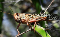 field teams role pivotal to counter locusts attack