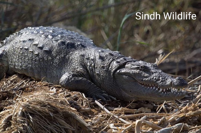 sunbathing a crocodile basks in the sunlight at haleji lake the reptiles are thought to be increasing in number at the wildlife sanctuary as well as other areas in the province photo courtesy sindh wildlife department