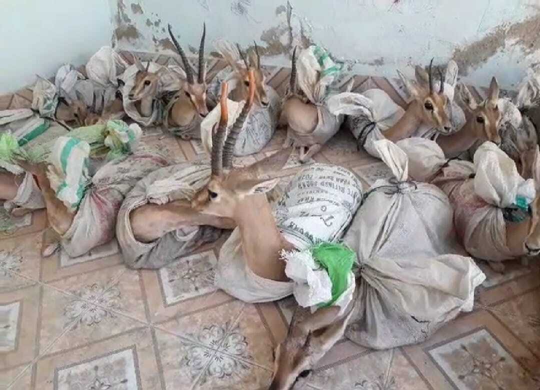 police foil bid to smuggle 18 deer in sindh