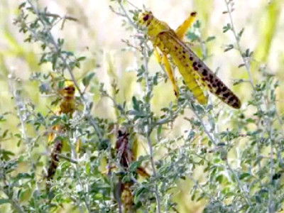 china assists pakistan in locust war