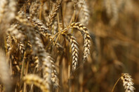 wheat crop set ablaze