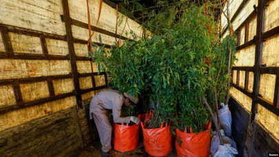 smuggling of exotic plants continues in punjab despite restrictions