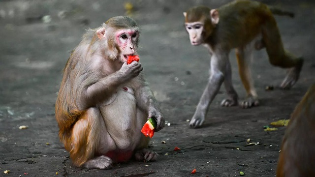 monkeys develop virus immunity after infection vaccine