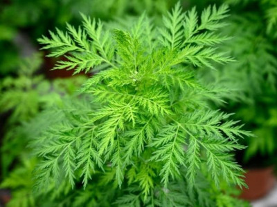madagascar s green gold against covid 19 seeks nod beyond africa madagascar s green gold against covid 19 seeks nod beyond africa