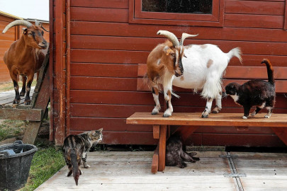 ihc orders shifting of zoo animals to sanctuaries ihc orders shifting of zoo animals to sanctuaries