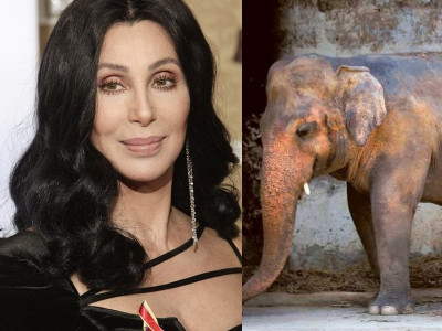 cher lauds pakistan for agreeing to free lonely elephant cher lauds pakistan for agreeing to free lonely elephant