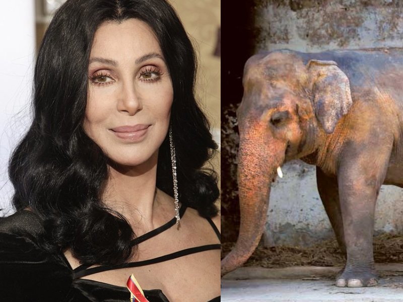 cher lauds pakistan for agreeing to free lonely elephant