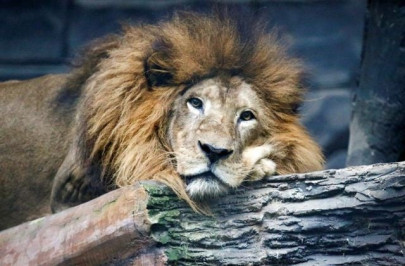 as big cats go hungry indonesia zoo considers worst case deer cull as big cats go hungry indonesia zoo considers worst case deer cull