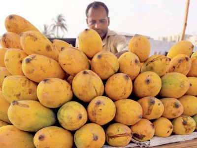 covid 19 wreaks havoc mango exports in jeopardy