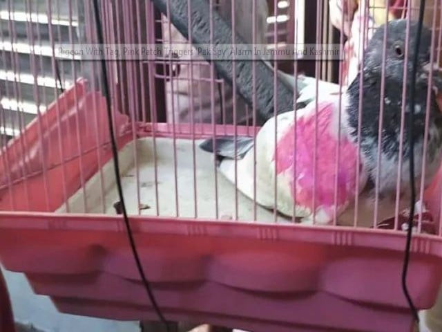 the pigeon allegedly had a ring carrying a phone number according to police photo courtesy ndtv the pigeon allegedly had a ring carrying a phone number according to police photo courtesy ndtv