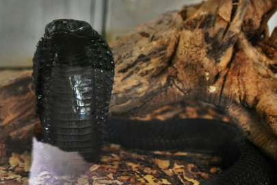 snake bite assassin kills wife at second attempt snake bite assassin kills wife at second attempt