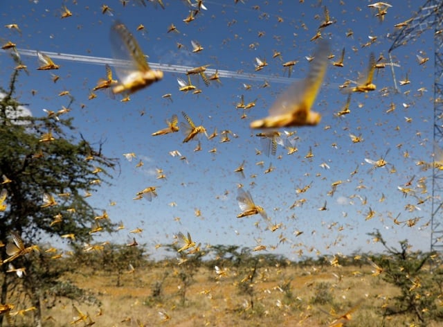 farmers in karachi s suburbs struggle to keep locusts at bay