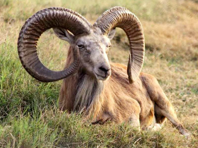 breeding season welcomes urial newborns