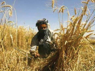 capital on verge of wheat crisis