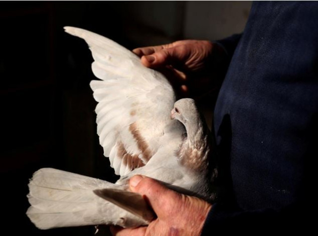 pigeon was set free after nothing suspicious was found says indian police official photo reuters file pigeon was set free after nothing suspicious was found says indian police official photo reuters file