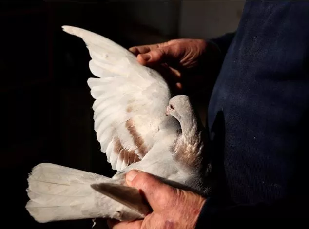 pigeon was set free after nothing suspicious was found says indian police official photo reuters file pigeon was set free after nothing suspicious was found says indian police official photo reuters file
